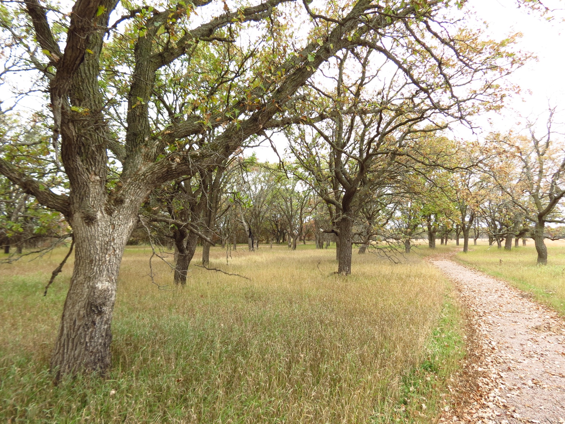 Oak savanna landscape with open canopy and prairie understory.